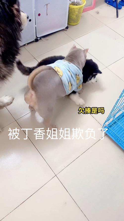 被恶霸们侵犯的姐姐下载地址最新链接