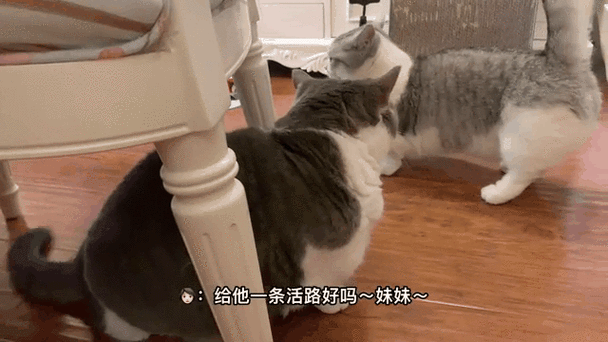 母三人最新动态曝光 家庭生活温馨瞬间全记录