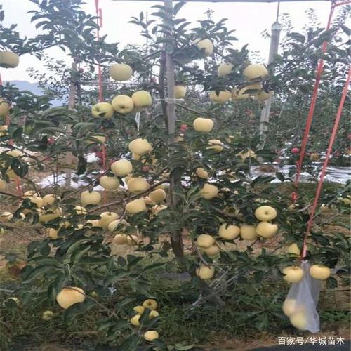 维纳斯俱乐部V2.5.3安卓更新 全新功能体验更流畅