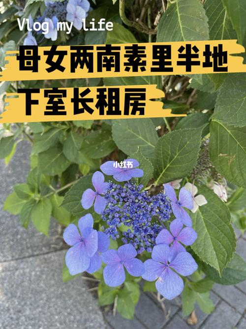 蜗居官网租房买房攻略全解析