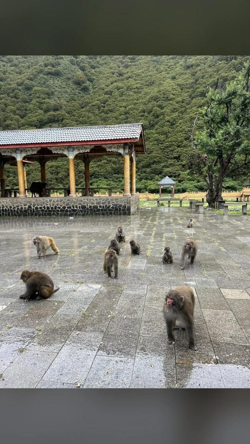 精灵谷最新门票价格 省钱攻略大公开