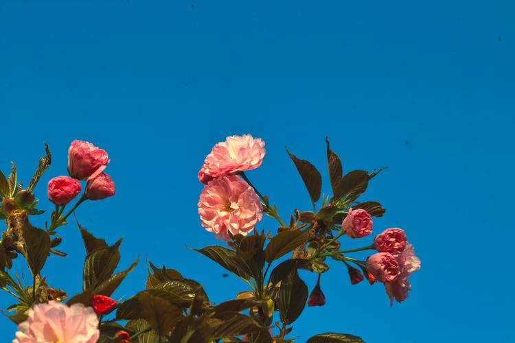 成为sigma下载安卓全攻略 新手也能轻松搞定