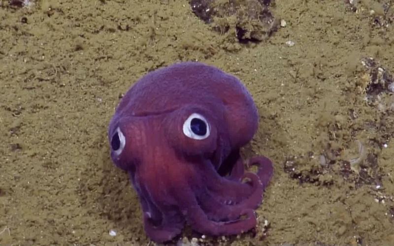 想玩克拉肯城市在哪下载 手把手教你快速安装