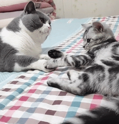 母三人最新动态曝光 家庭生活温馨瞬间全记录