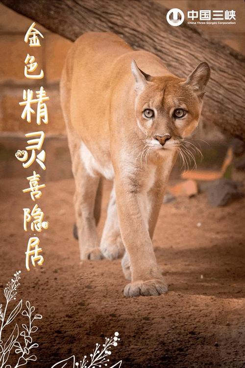 精灵的性爱农场汉化版最新改动与新增玩法