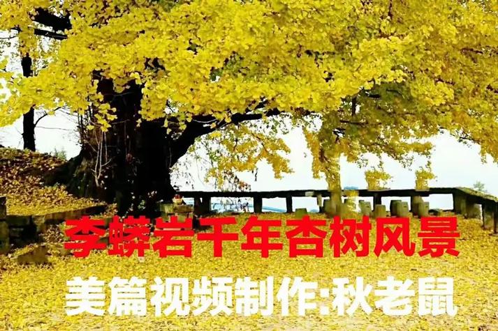 黑巢姐妹下载地址在哪 快速获取方法介绍