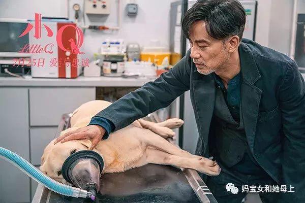 母上攻略旧版合集官网最新资源免费获取方法