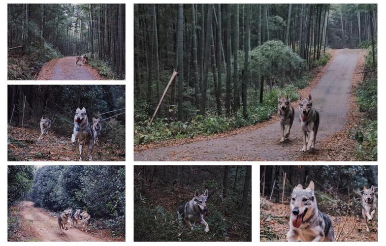 想知道郊区王子最新版本是多少 看这里就对了