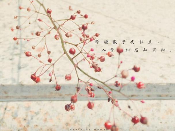 爱相思版本大全 不同风格演绎总有一款你喜欢